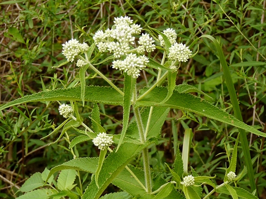 {Eupatorium perfoliatum}